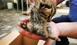 捡来的猫男在线观看,开启奇幻冒险之旅