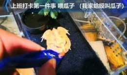 囡囡手机在线观看国语,重温经典，感受国语魅力